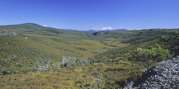 Pine Forest Moor 2