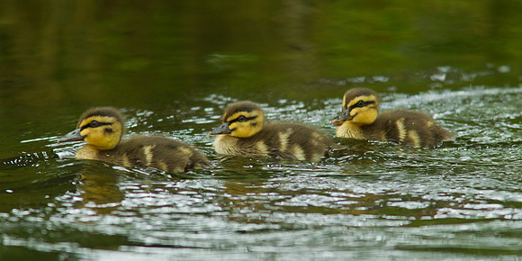Three ducklings