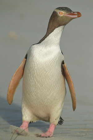 Yellow-eyed penguin 4