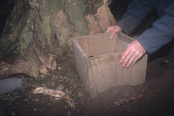 Chatham Petrel operation 5