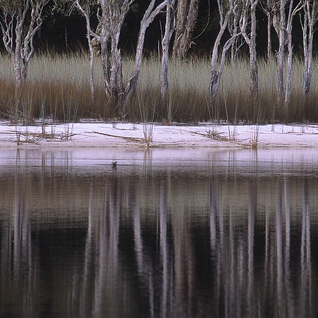 Reflections at Poona Lake
