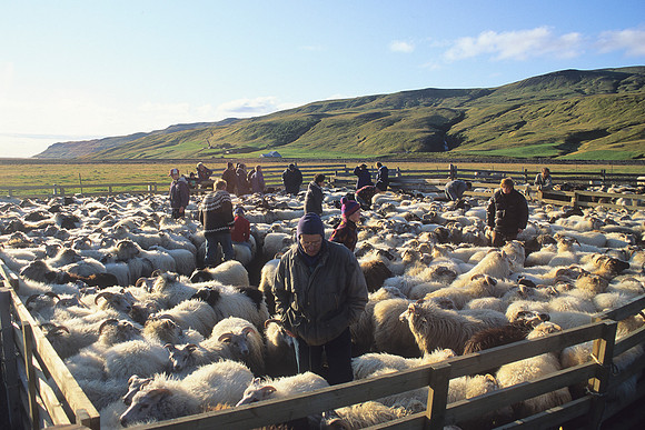 Icelandic sheep in pens