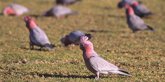 Galah 1