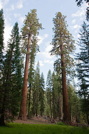 Giant Redwood forest 1