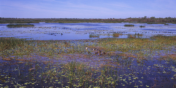 Mamukala Wetlands 2