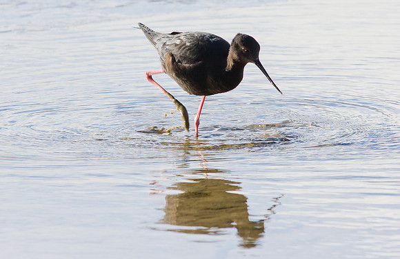 Black Stilt 2