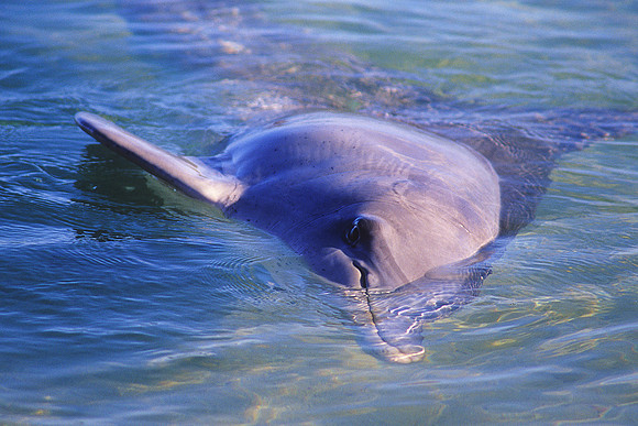 Monkey Mia - Bottlenose Dolphin 1