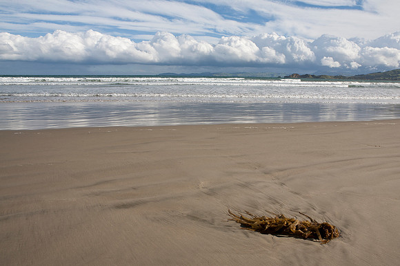 Washed up kelp on Waikouaiti Beach 2