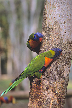 Rainbow Lorikeet 2