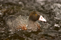 Blue Duck 2