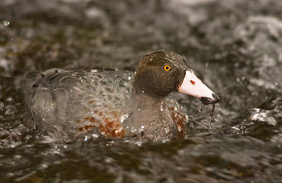 Blue Duck 2