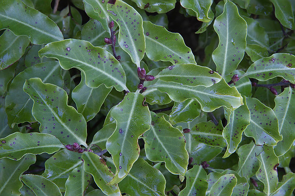 Lemonwood foliage 1