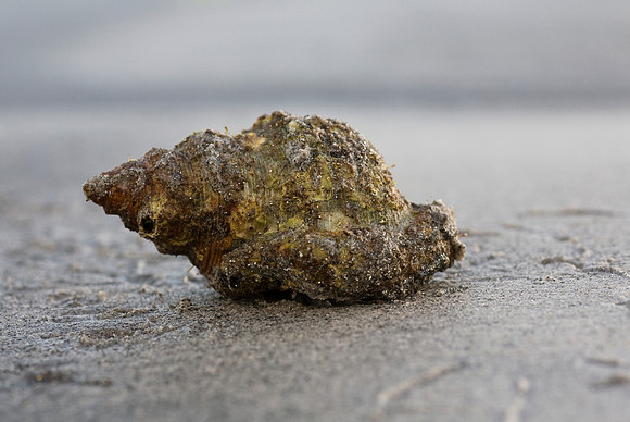 Hermit Crab 2