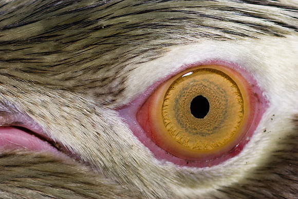 Yellow-eyed Penguin 2