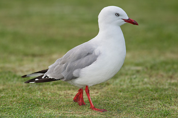 Red-billed Gull 5