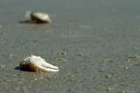 Crab carnage 1
