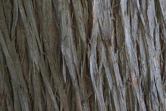 Totara bark 1