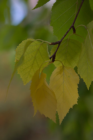 Silver Birch foliage 1