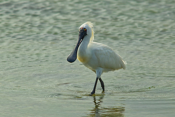 Spoonbill 1