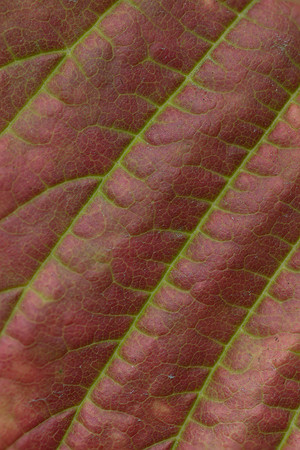 Leaf pattern1