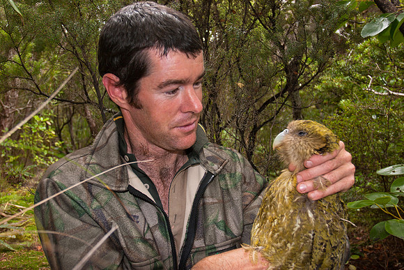 Ross Curtis holding a female kakapo (Sue), Codfish Island