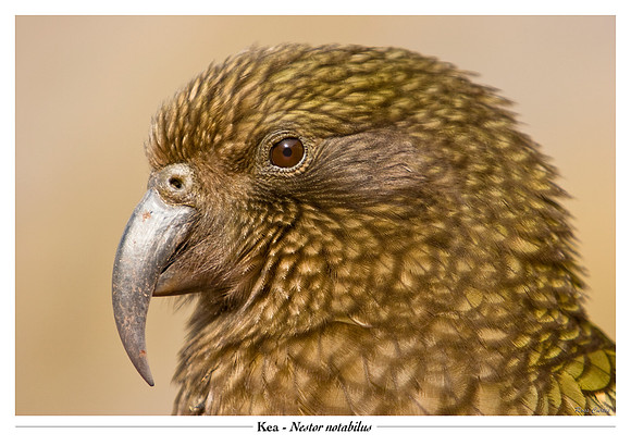 Kea