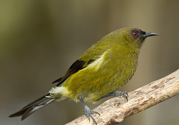 Bellbird 1