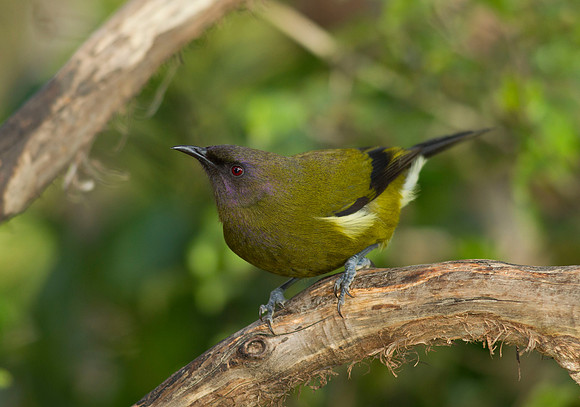 Bellbird 6