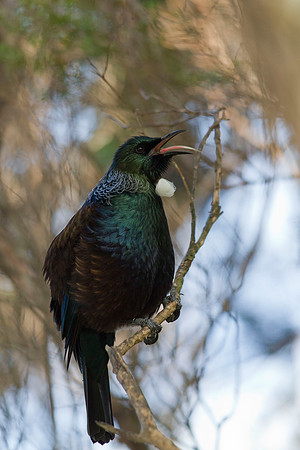 Tui 3