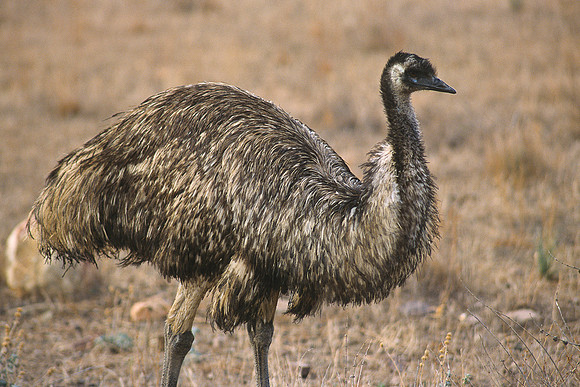 Emu at Flinders Ranges 2