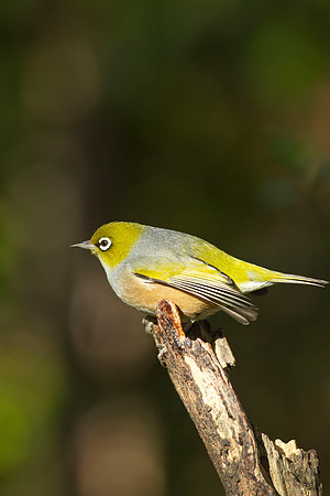 Silvereye in the Orokonui Ecosanctuary