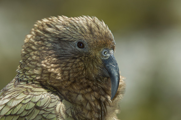Kea switch