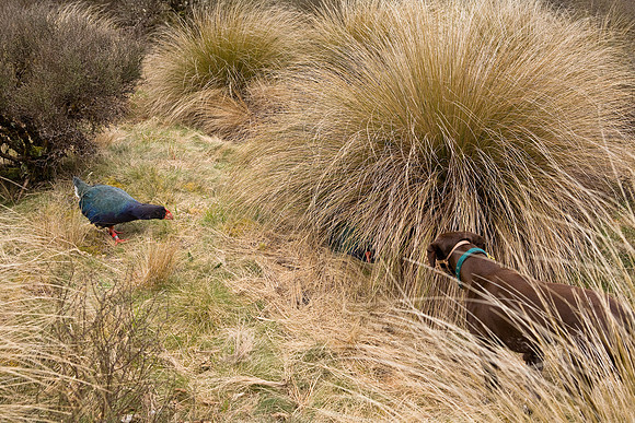 Specially trained bird dog indicating a takahe nest in the Murch