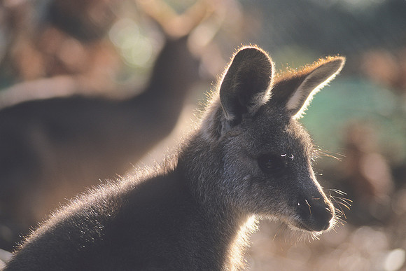 'Opal' - Eastern-grey kangaroo