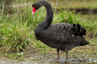 Black Swan 1