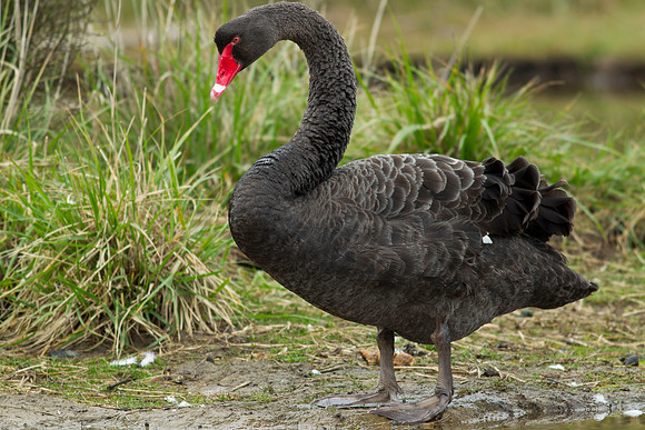 Black Swan 1