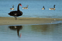 Black swan on sand spit 1