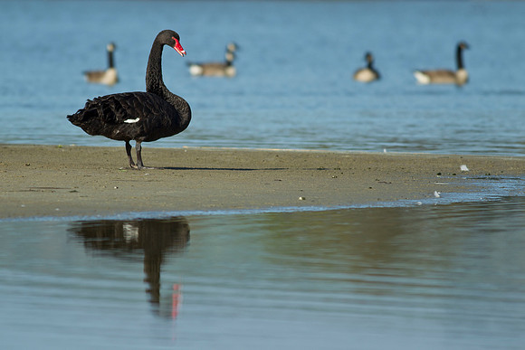 Black swan on sand spit 1