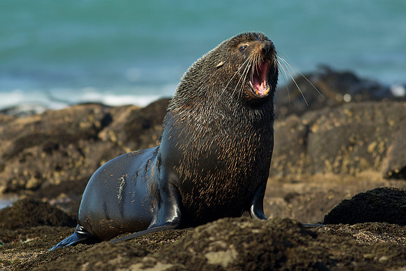 Bull fur seal 1