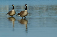 Canada Geese 1