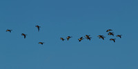 Canada Geese in flight 1