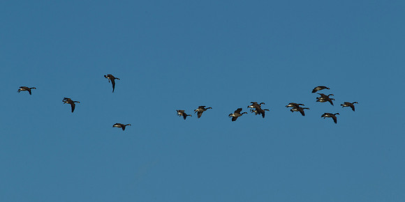 Canada Geese in flight 1