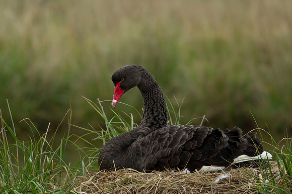 Incubating black swan 1