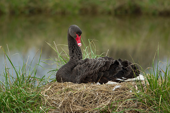 Incubating black swan 2