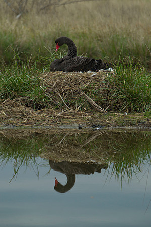 Incubating black swan 3