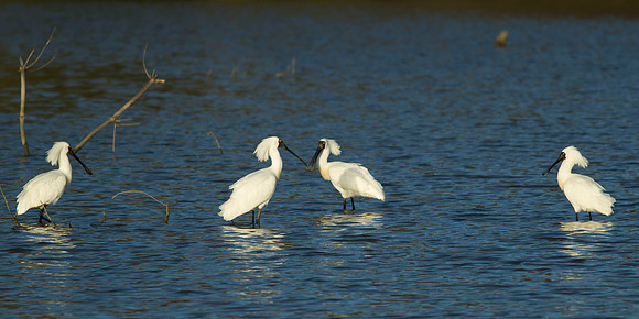 Royal Spoonbill 1