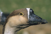Chineese domestic goose 1