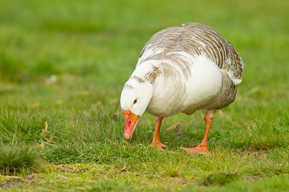 Domestic Goose 1