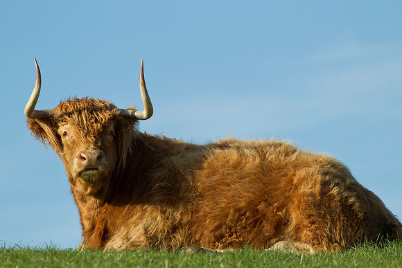 Highland cattle 1
