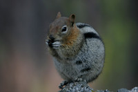 Golden-mantled ground squirrel 1